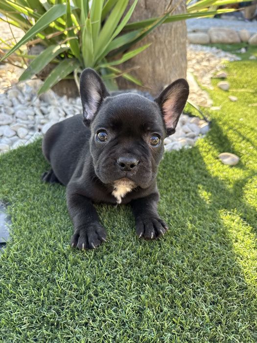 Buldogue frances  preto solido