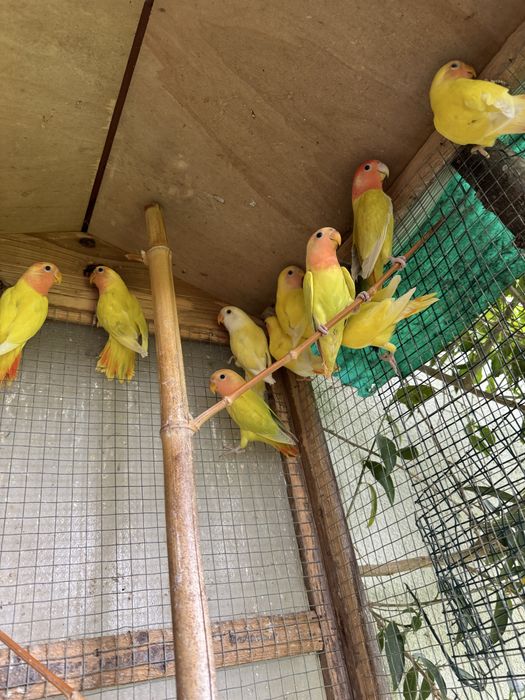 Agapornis roseicollis de várias cores