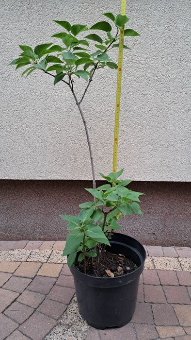 Sadzonka lilak bez fioletowy wys. 85 cm