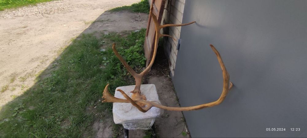 Рога северного оленя