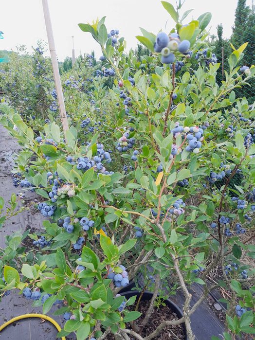 Jagoda Kamczacka, Borówka Amerykańska