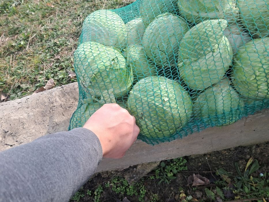 Продам капусту малого калібру 0,5-1,2кг