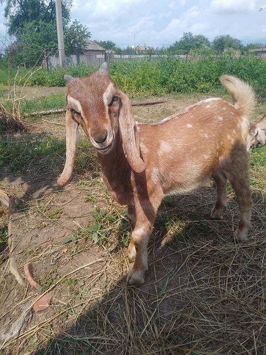 продам козлят, Нікопольський р-н