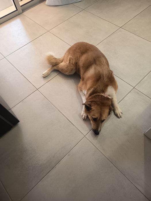 Cadela para adoção