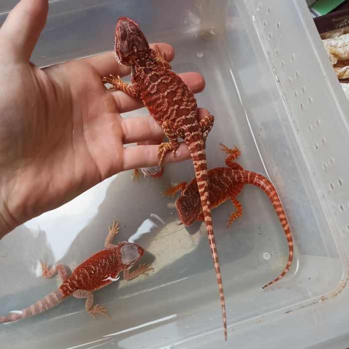 Agama brodata Gekon Jaszczurka dla początkującego zbożówka