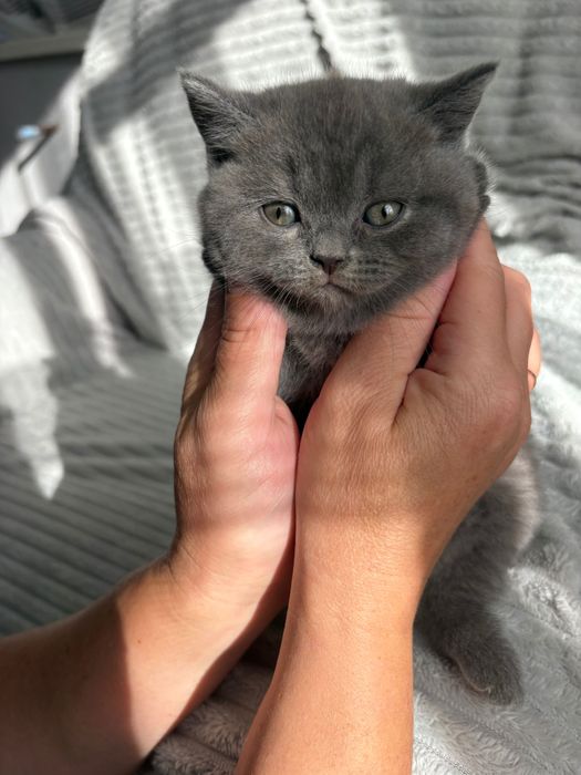 Британські котики