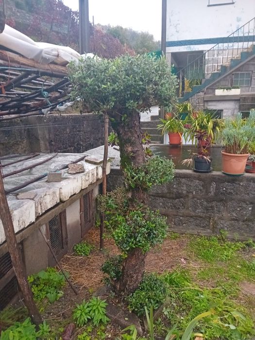 Duas Oliveiras para decoraçao jardím