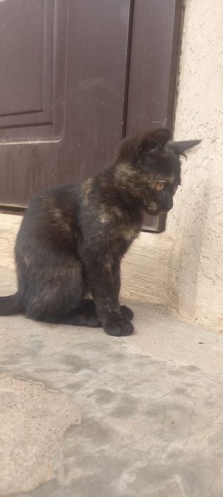 Кошенята шукають свою родину