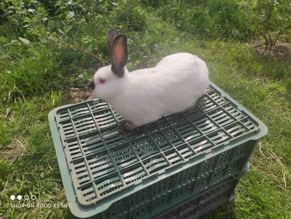 Kalifornijskie samice młode
