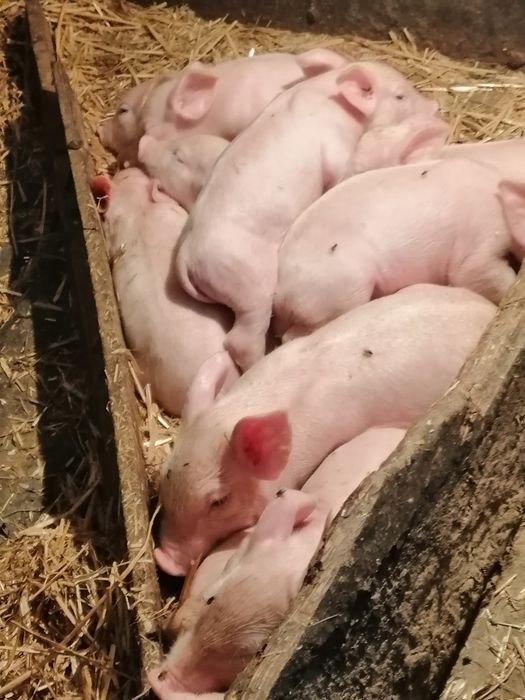 продам 10 дневных поросят для тех у кого есть корова или коза так как ещё требуют молока кашу едят  с молоком самостоятельно.