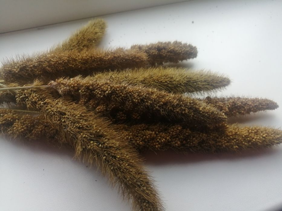 Продам чумизу,  пайз  корм для папуг.