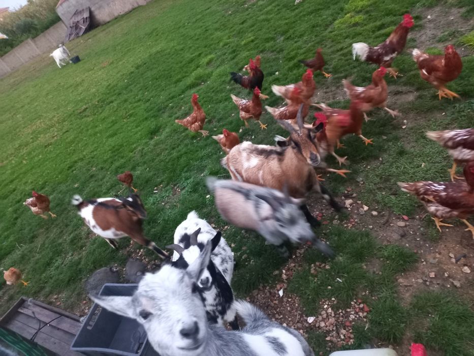 Cabras Anãs dóceis