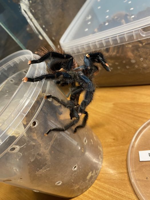 Ptasznik/Ptaszniki duża oferta Kraków/Rzeszów/Lublin