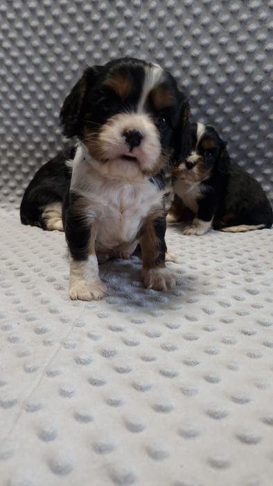 Cavalier King charles spaniel- urocze maluchy