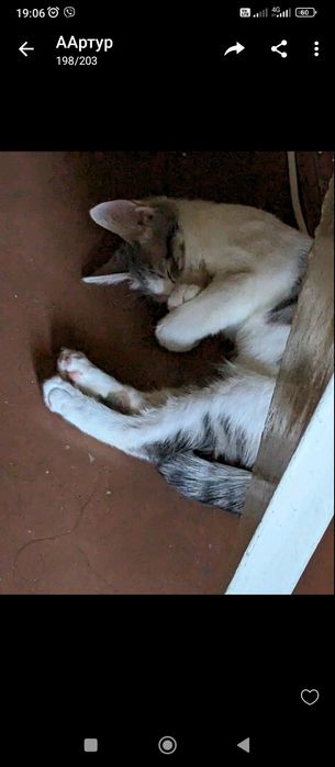 Отдам бесплатно котенка