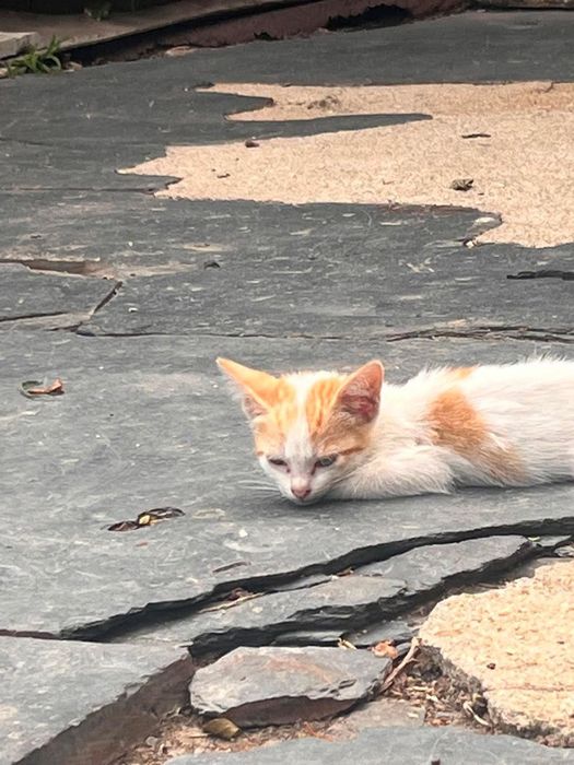 Gatos bebés para adoção