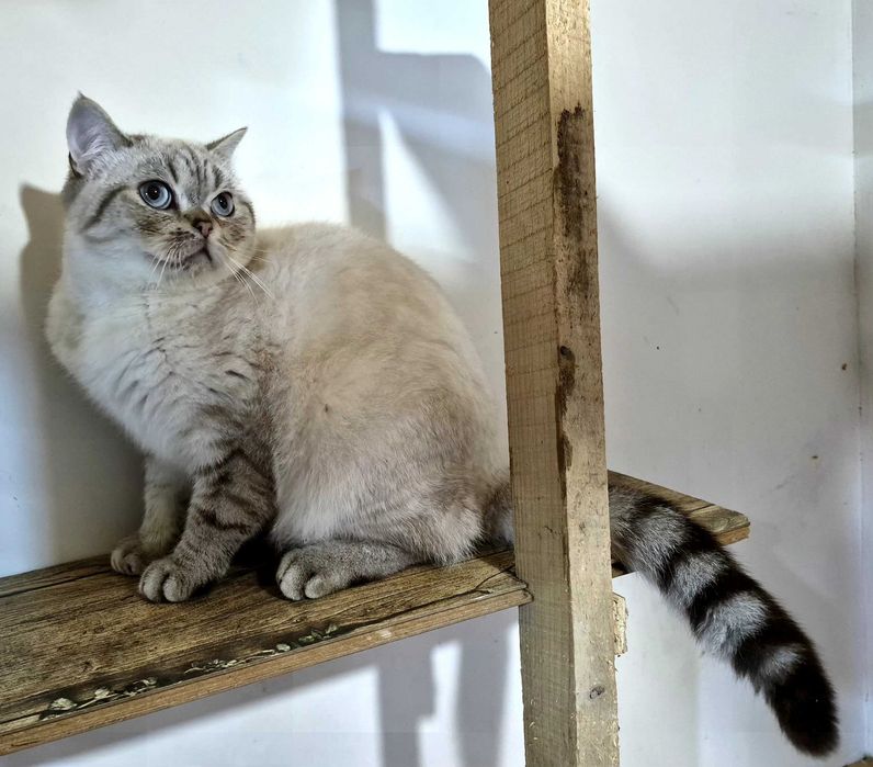 Шотландський клубний котик в улюбленці