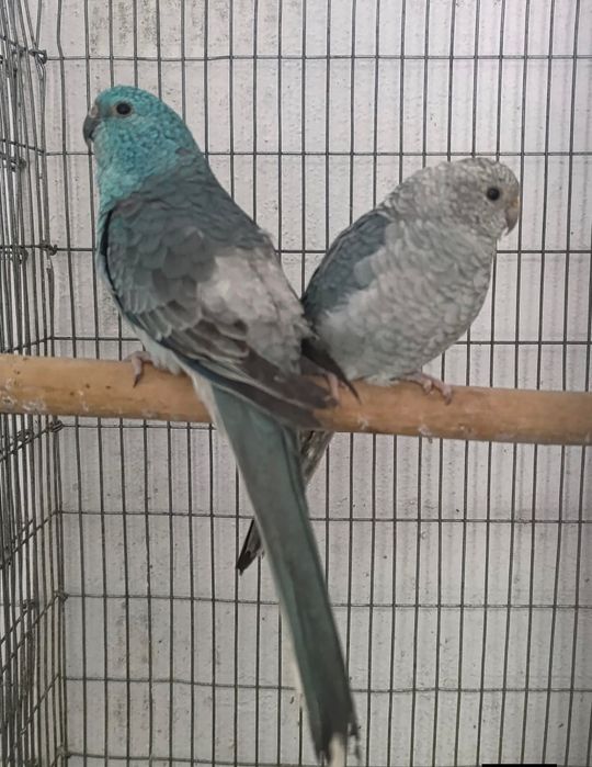 Csal Red Rumped de 2025