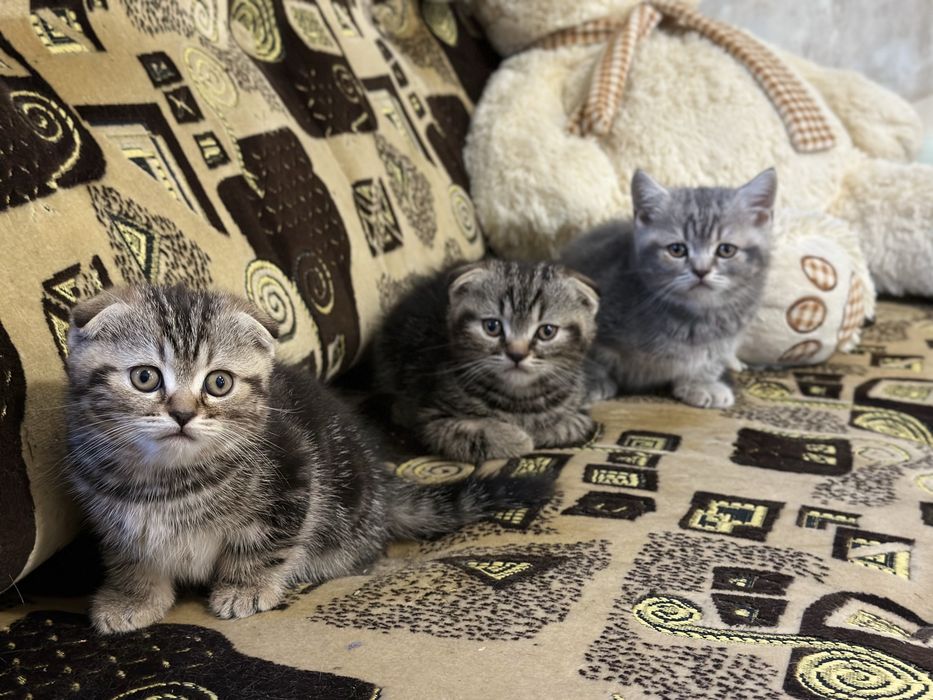 Котята шотландские вислоухие, прямоухие