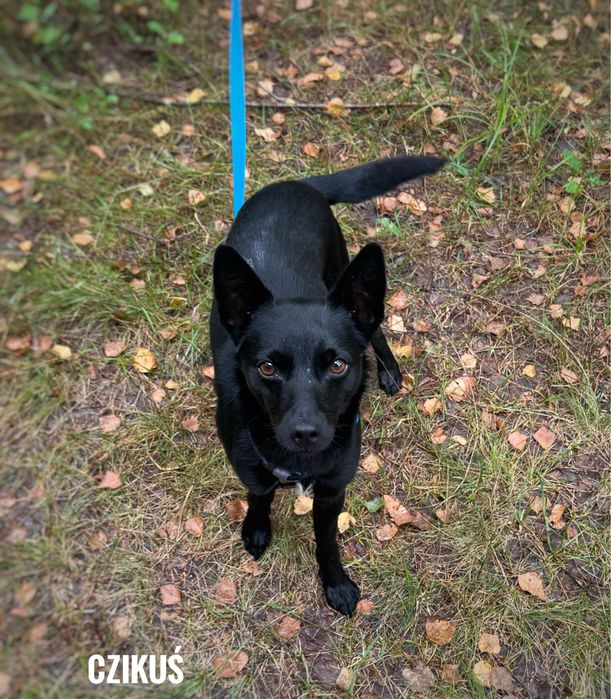 1 rok, 9 kg, pinczerowaty Czikuś adopcja