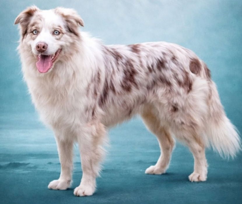 Border Collie suczka blue marle