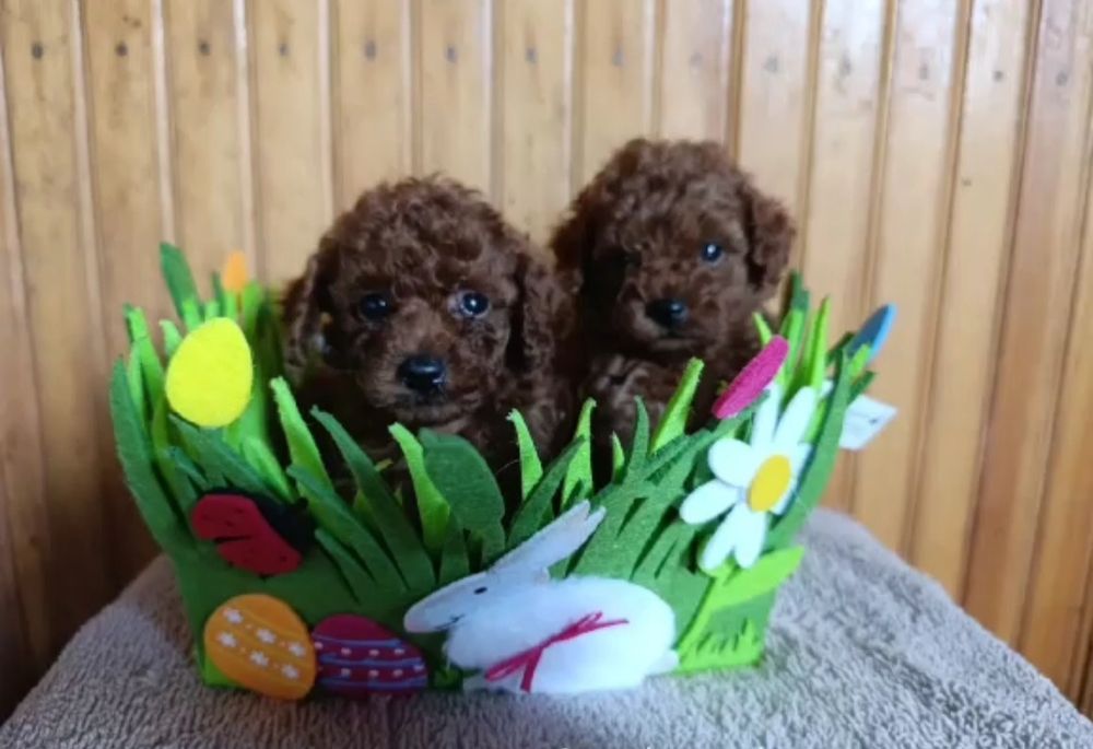 Щенки.  Пуделя .