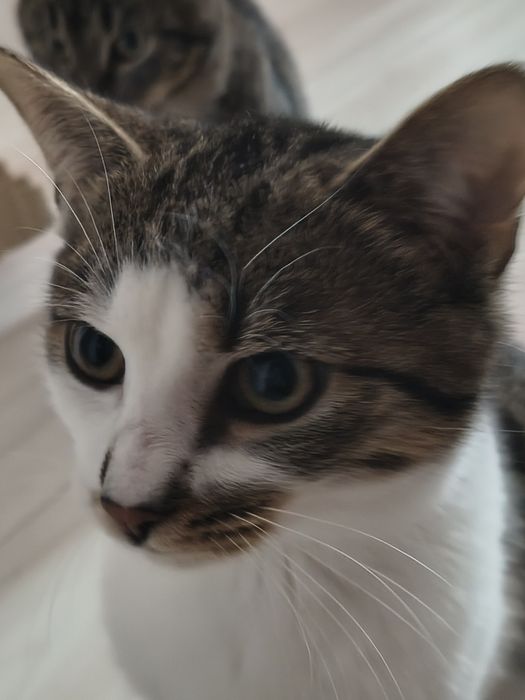 Wypatruję/ wypatrujemy domku