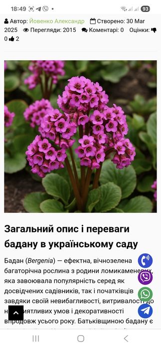 Бадан вічнозелений