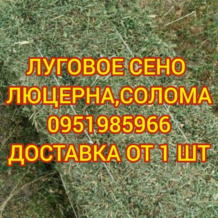 Сіно в тюках для корма, на подстилку, для мульчи, сено суданки.