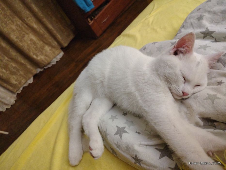Кошенята від мами шотландки