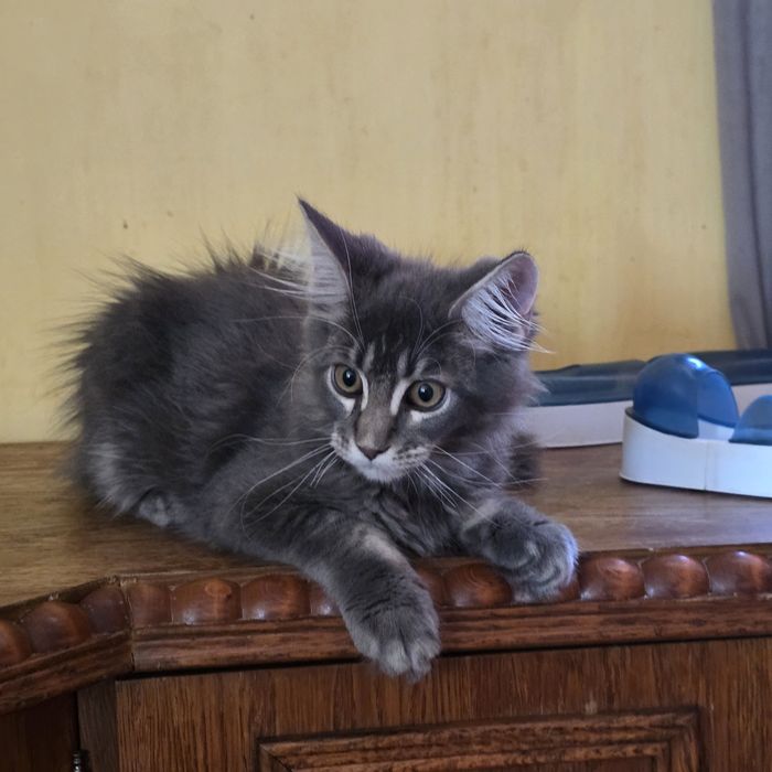 Piękny kocurek Maine Coon