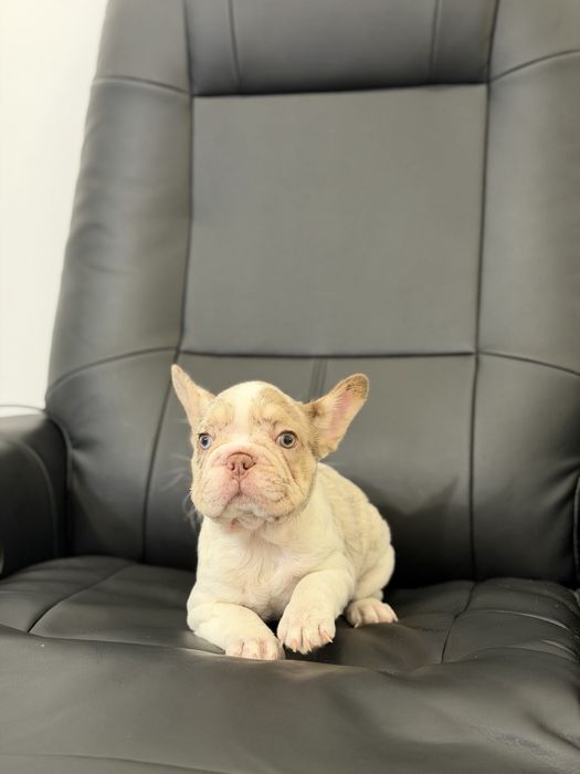 Французский бульдог девочка