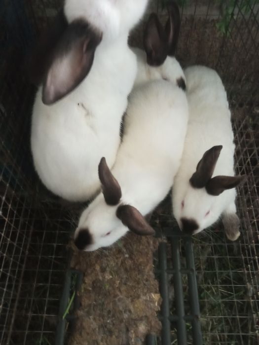 Продам кролі каліфорнія
