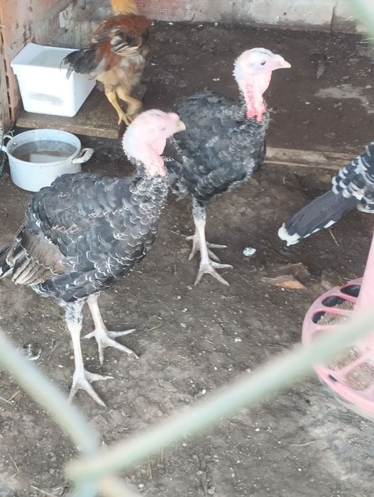 Vendo 3 perus com cerca de 5/6 meses