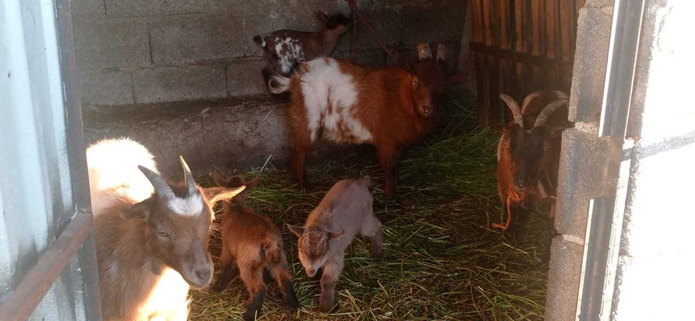 Vendo Crias de Cabras Anãs