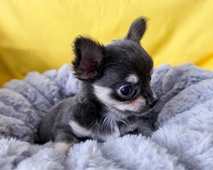 Chihuahua długowłosy piesek ZHPR  niebieski