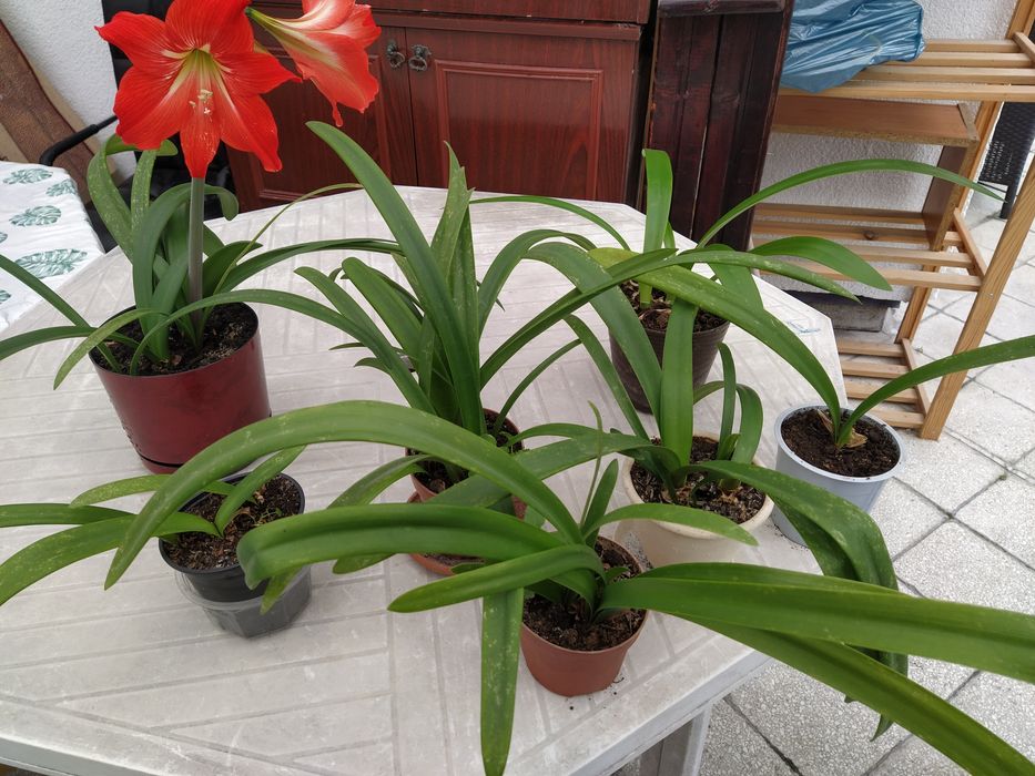 Kwiat doniczkowy Szczepki