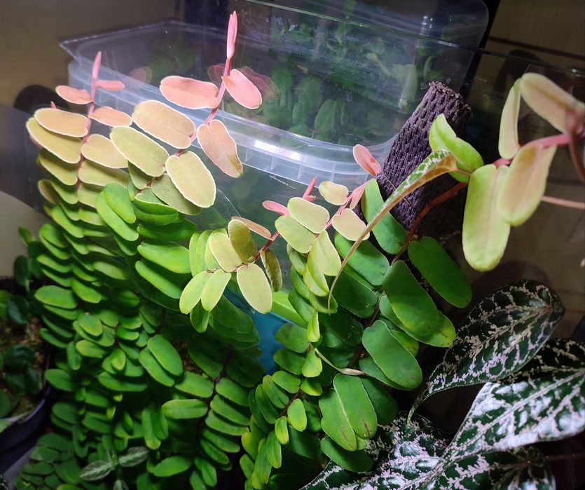 Marcgravia sintenisii rzadkie pnącze tropikalne terrarium paludarium