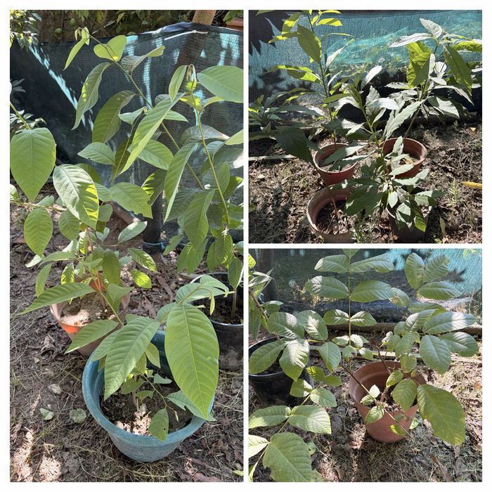 Arvores de fruto