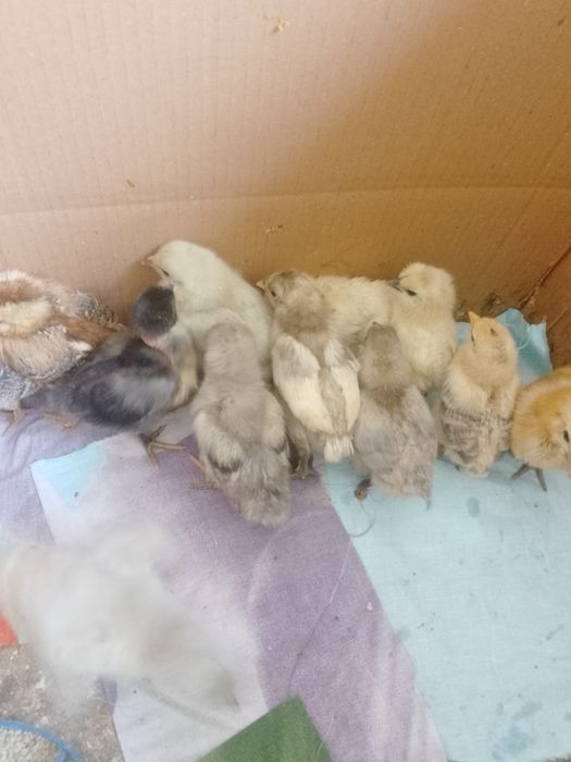 Продам домашні курчата