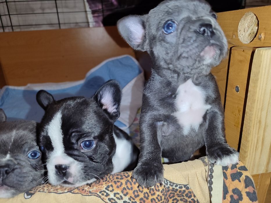 Французский Бульдог