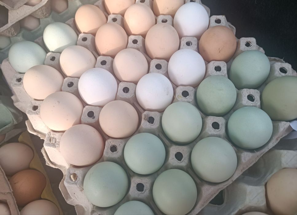 Prawdziwe wiejskie jajeczka od rolnika