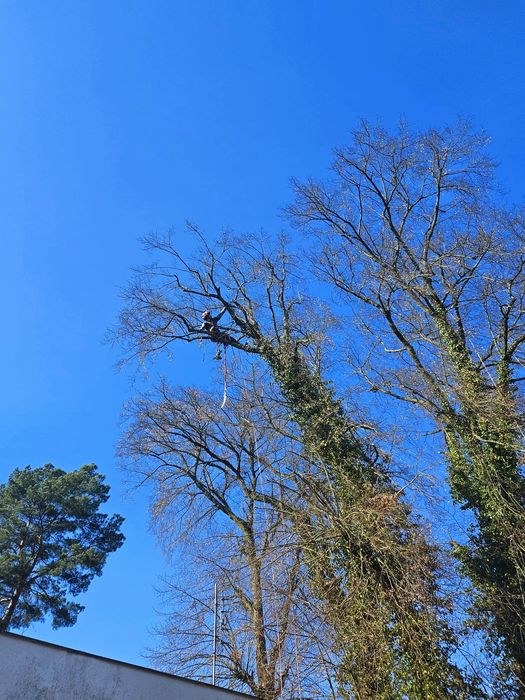 Wycinka i pielęgnacja drzew - Dendrolog - Darmowa konsultacja