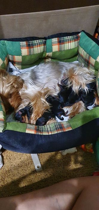 Вязка. Міні йорк