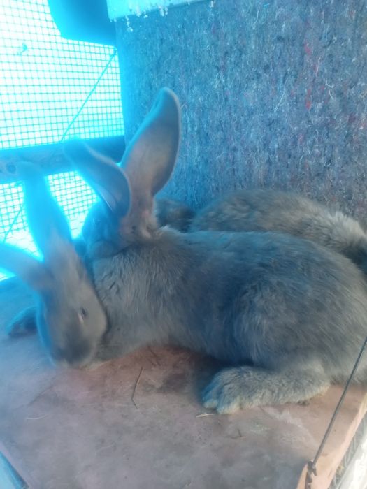 Olbrzym belgijski niebieski