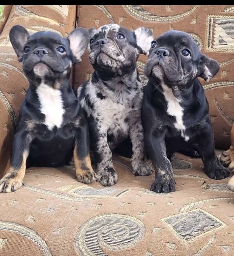 Малюки породи Французький бульдог.