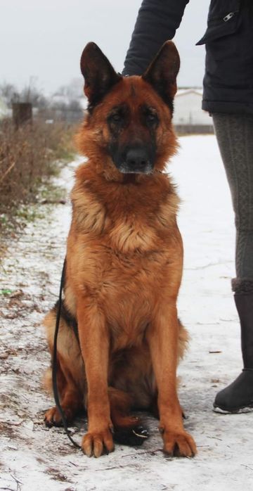 Хлопчики німецької вівчарки
