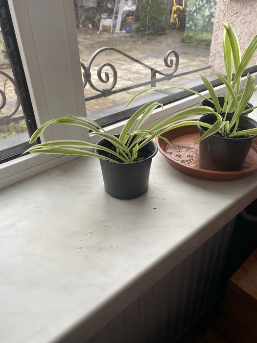 Хлорофітум.Молоді розетки хлорофітум