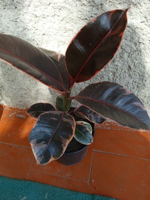 Продам вазонок фікус Рубін..