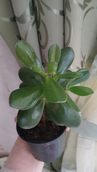 Вазон декоративний грошове дерево